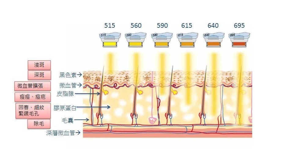 The penetration of different wavelengths into the skin